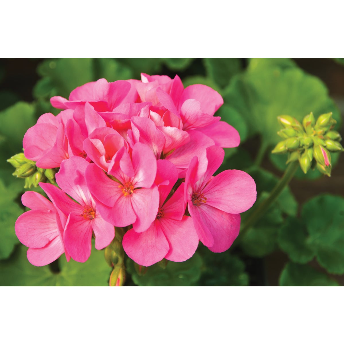 Pink Geranium in 4 In. Pot