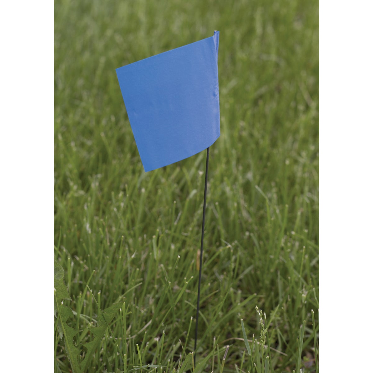 C.H. Hanson 36 In. Blue Stake Flag (100-Pack) Image 2