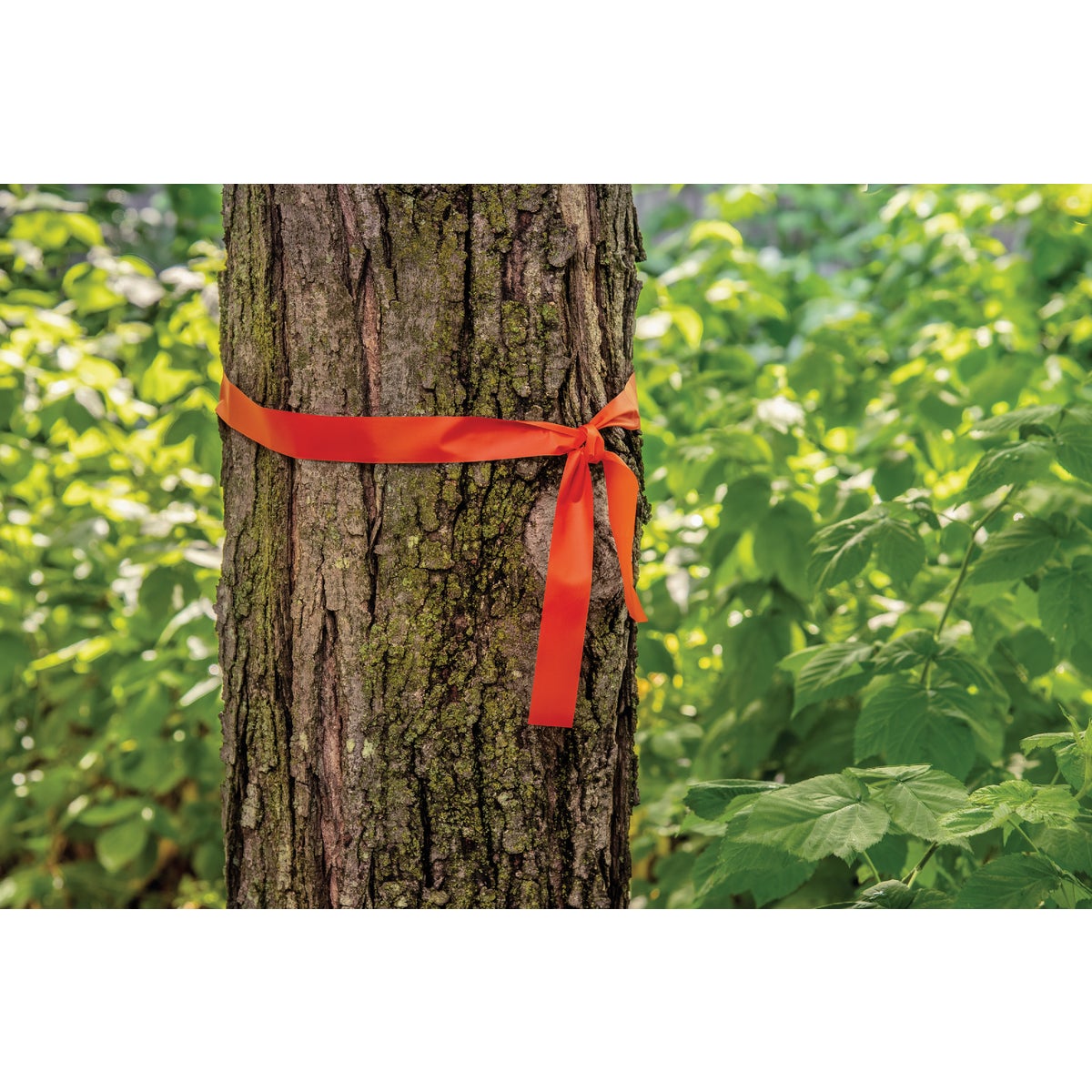 C.H. Hanson 1-3/16 In. x 150 Ft. Flourescent Orange Flag Tape Image 2