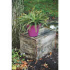 8" BERRY BIODEGRADE POT Image 1