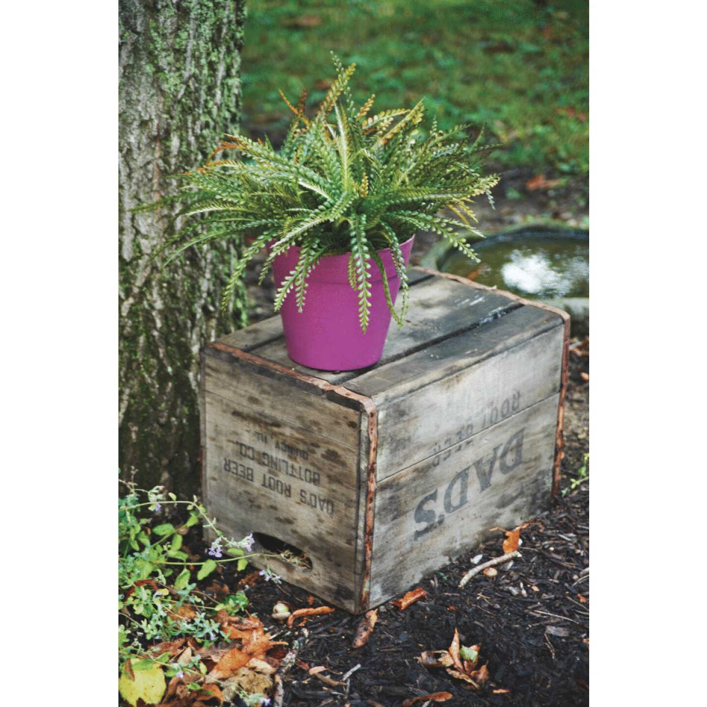 8" BERRY BIODEGRADE POT Image 1