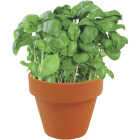 3PC TRIO KITCHEN HERB Image 7