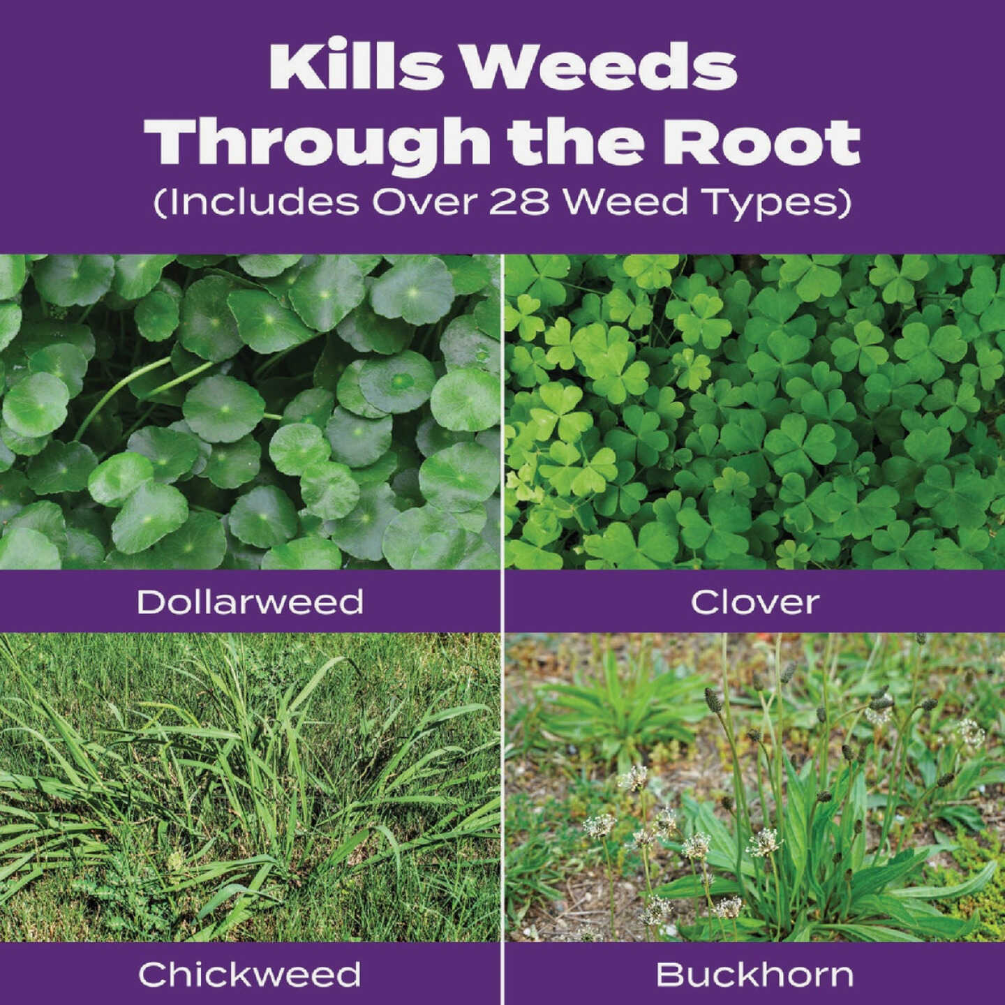 Scotts Turf Builder Bonus S Southern Weed & Feed 18.21 Lb. 5000 Sq. Ft. Weed Killer Plus Lawn Fertilizer Image 3