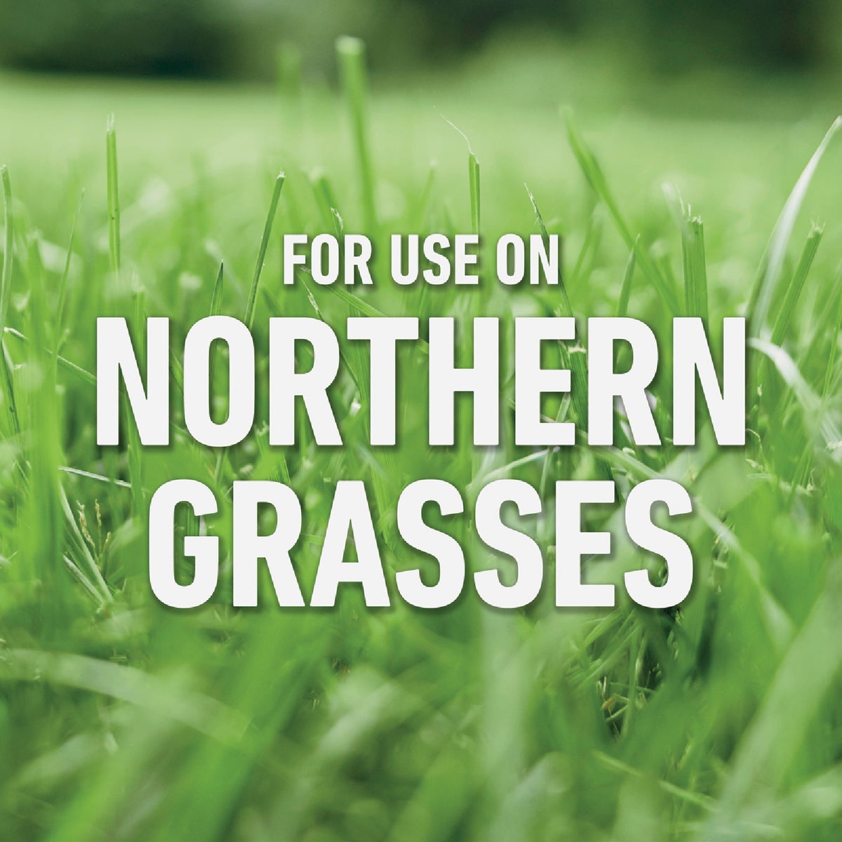 Roundup For Lawns 32 Oz. Northern Formula Weed Killer Image 4