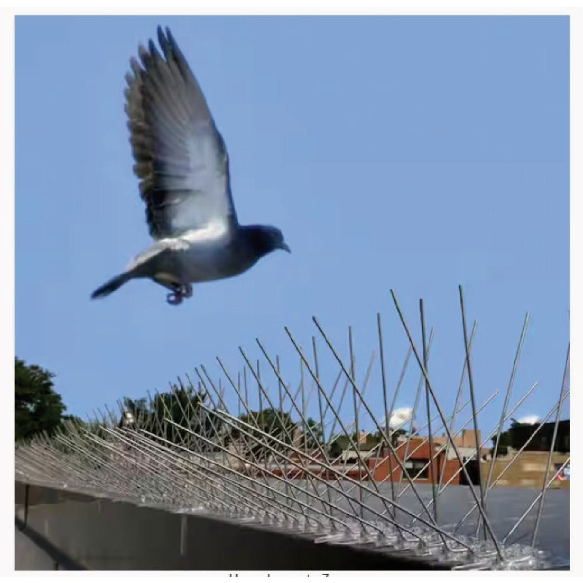 Bird-B-Gone 5 In. x 6 Ft. Stainless Steel Bird Repelling Spikes Image 3