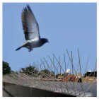 Bird-B-Gone 5 In. x 6 Ft. Stainless Steel Bird Repelling Spikes Image 3
