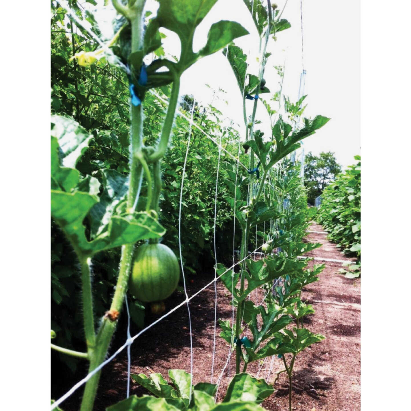 Tenax Hortanova 48 In. x 8 Ft. Polypropylene Trellis Netting Image 4