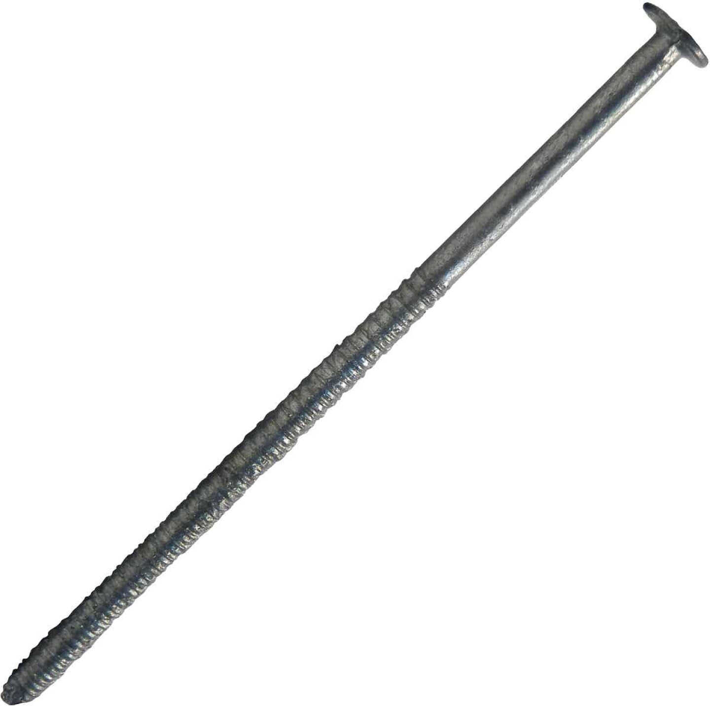 Maze 2-1/2 In. 13 ga Hot Dipped Galvanized Wood Siding Nails (945 Ct., 5 Lb.) Image 1