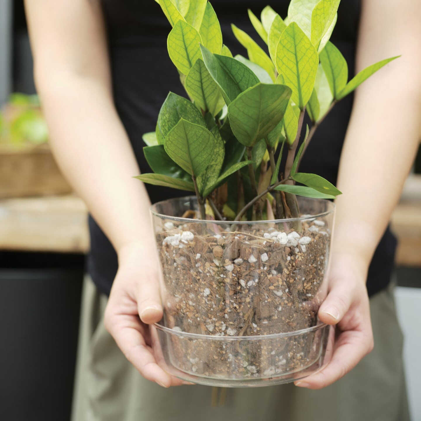 Sol Soils 4 Qt. Houseplant Chunky Mix Image 2