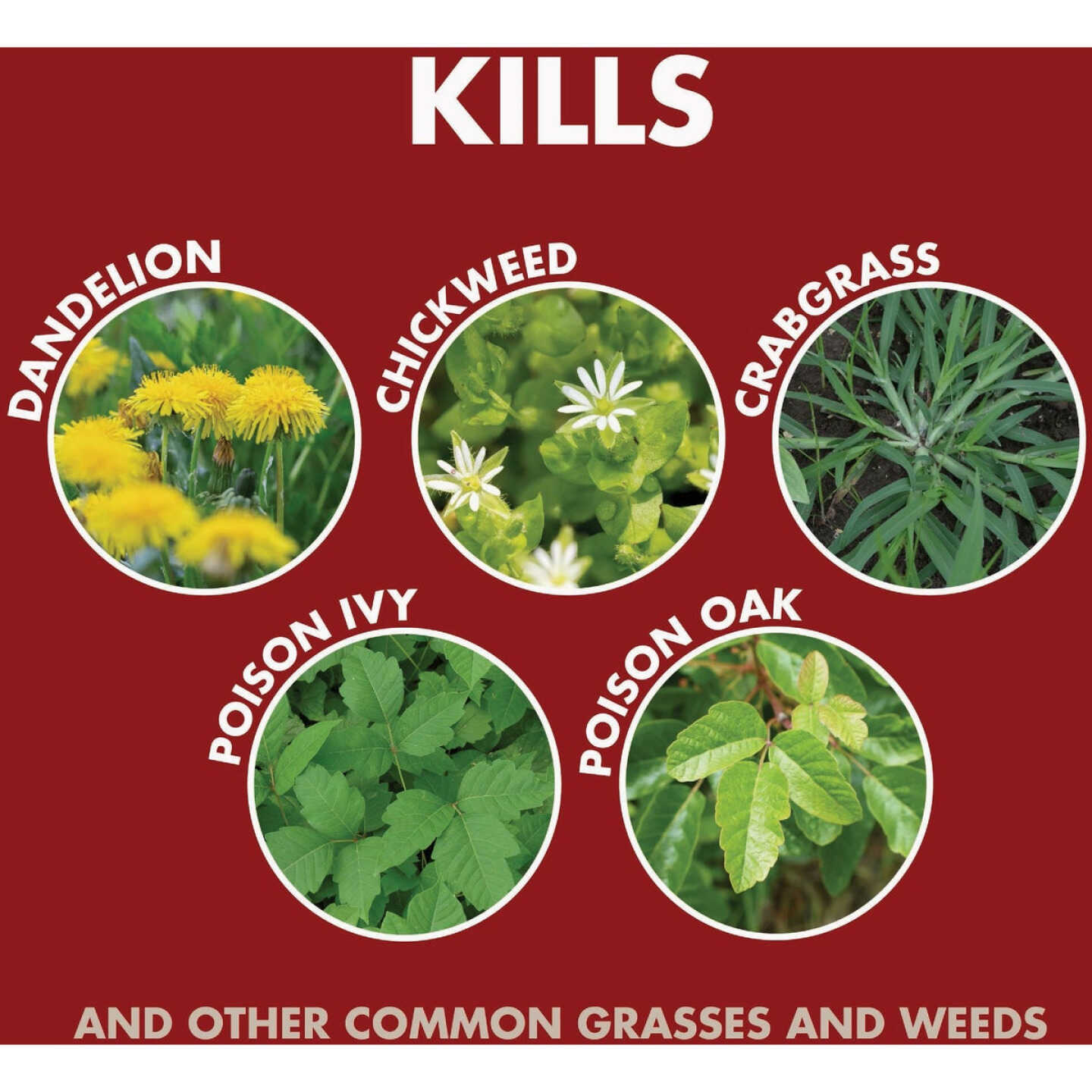 Spectricide 1.3 Gal. Weed & Grass Killer AccuShot Refill Image 3
