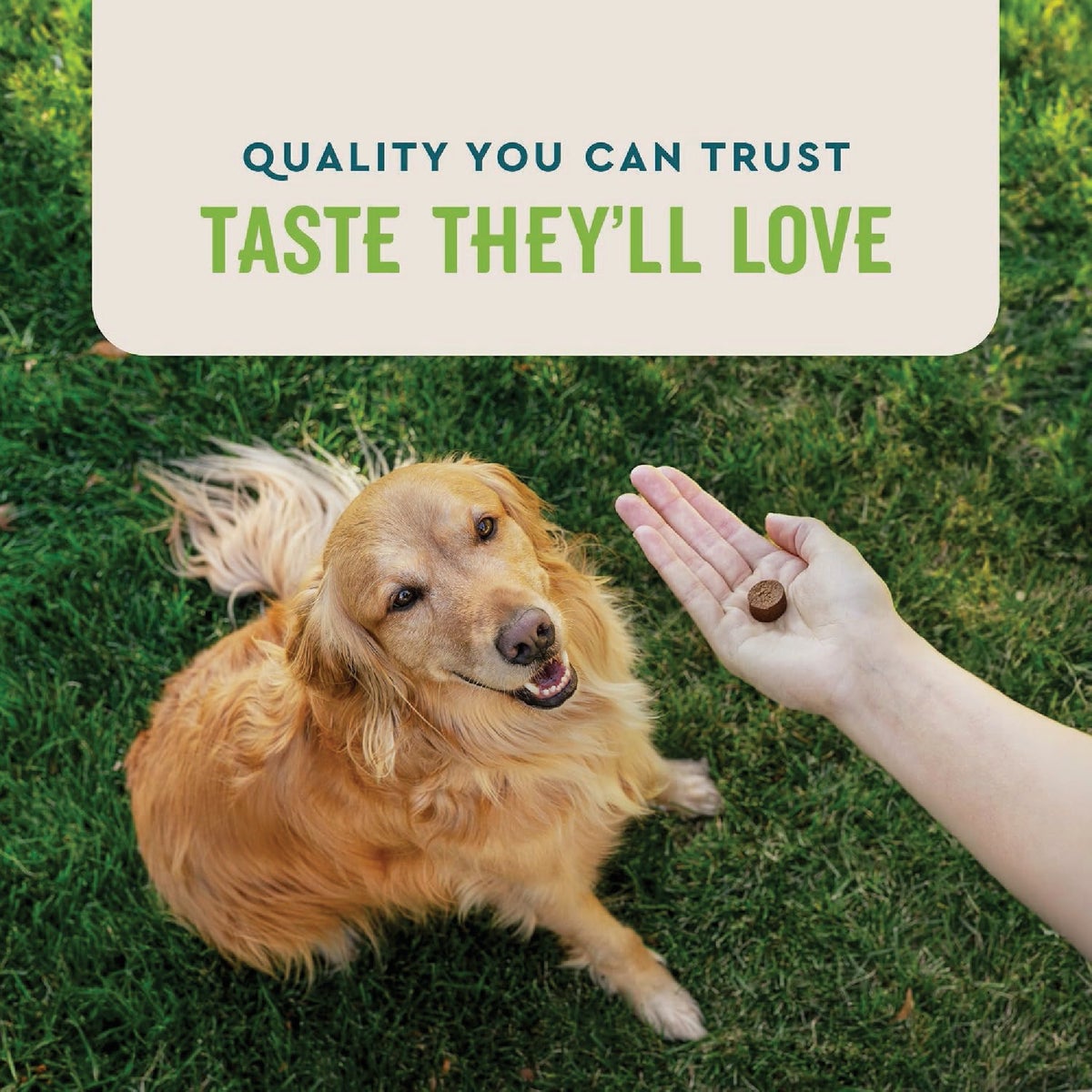 VetIQ Probiotic Dog Chew (60-Count) Image 4