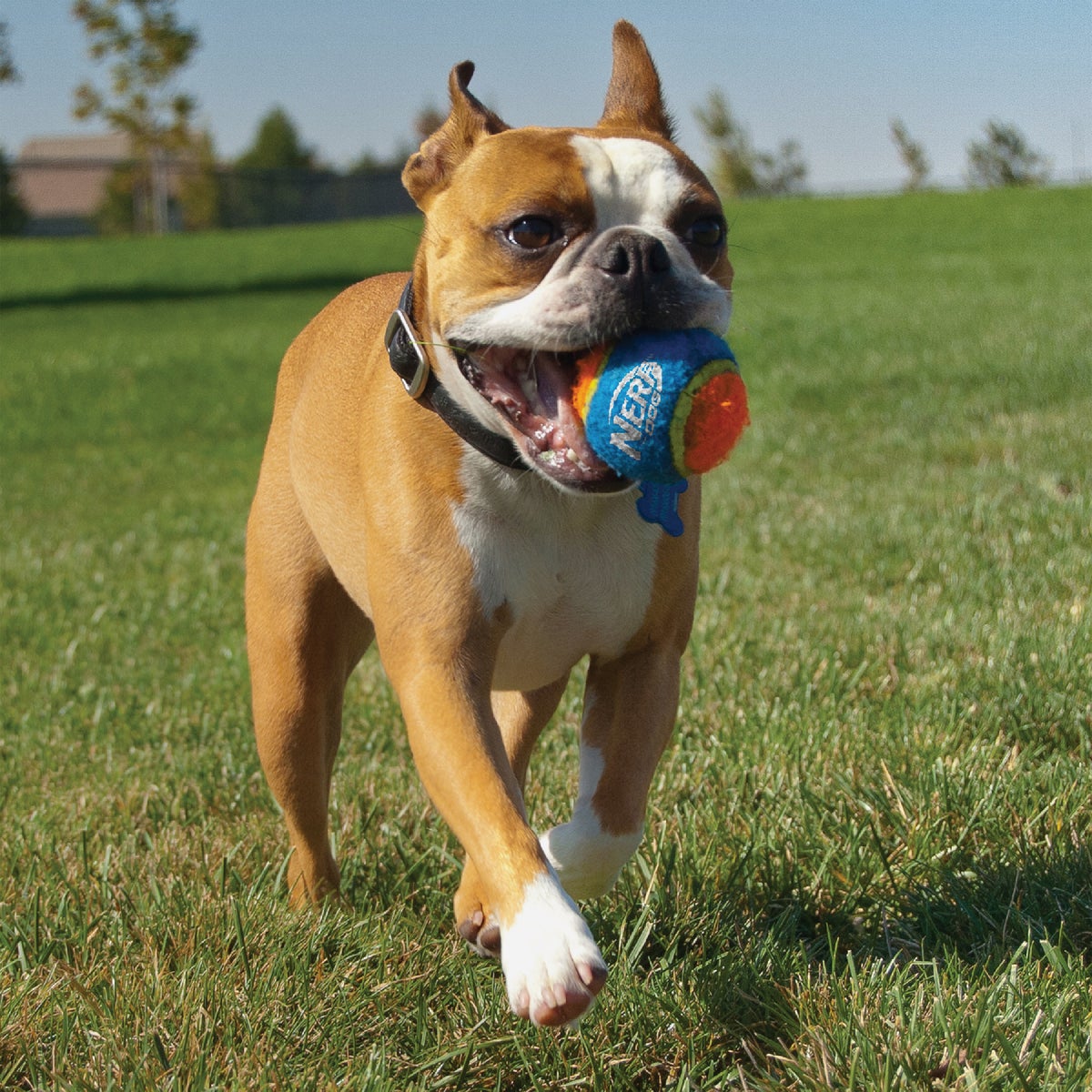 Nerf Dog 16 In. Blaster Dog Toy with Ball Clip Image 4