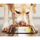 Spot 32 Oz. Mirror Finish No-Tip Stainless Steel Dog Dish Image 2