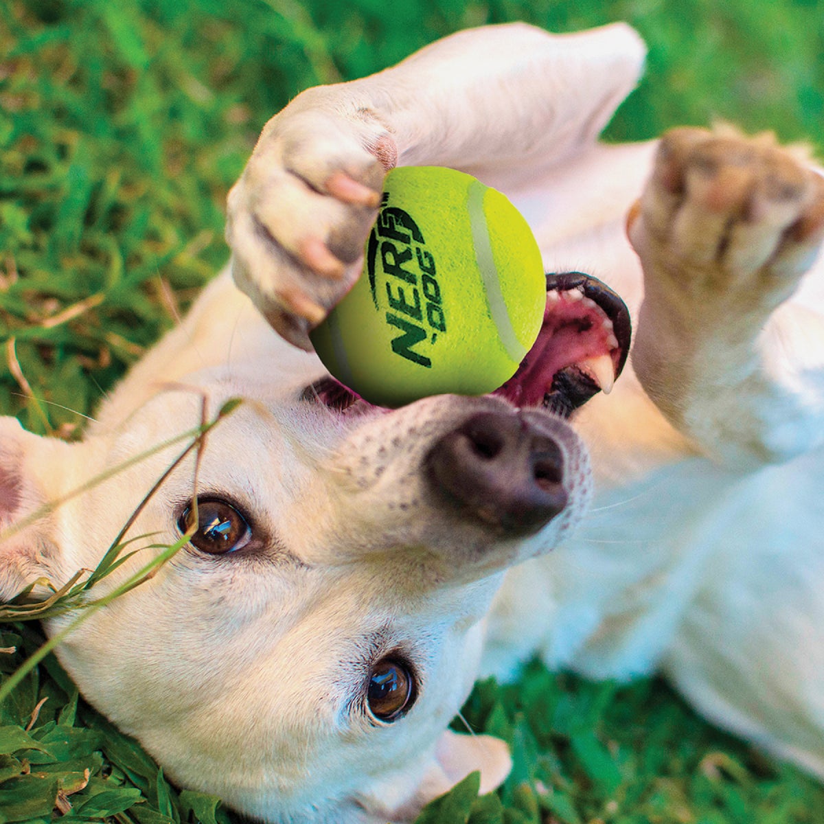 Nerf Dog 2 In. Squeak Tennis Ball (3-Pack) Image 4