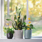 Safer Home Houseplant Sticky Stake Insect Traps (8-Pack) Image 2