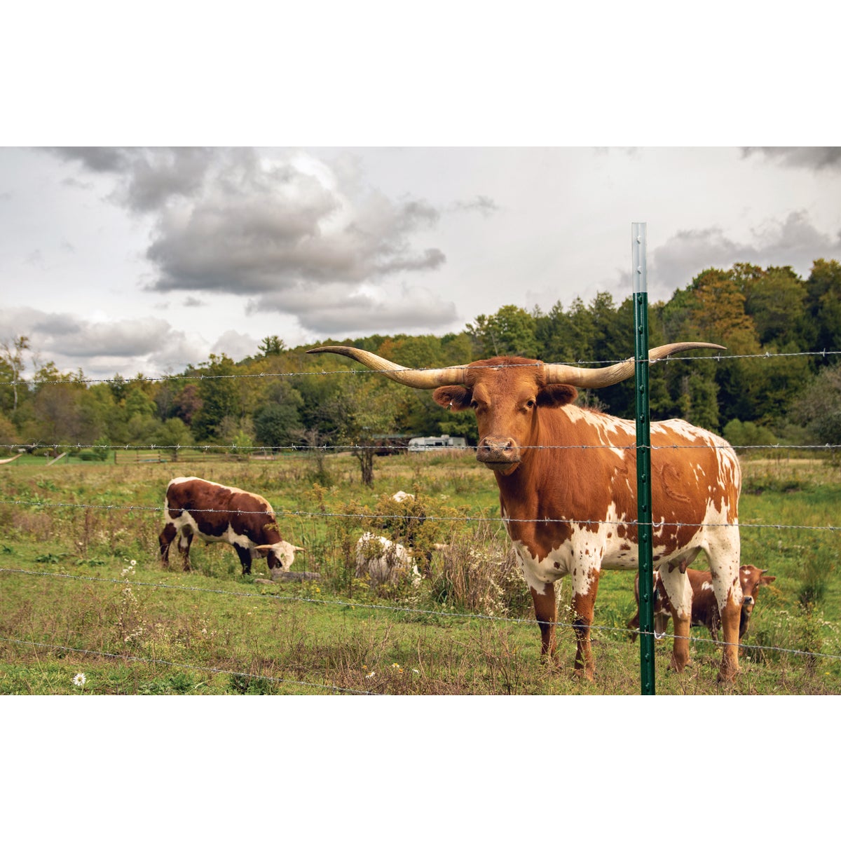 Franklin Industries 6.5 Ft. Steel 1.25 Lb./Ft. Fence T-Post Image 2