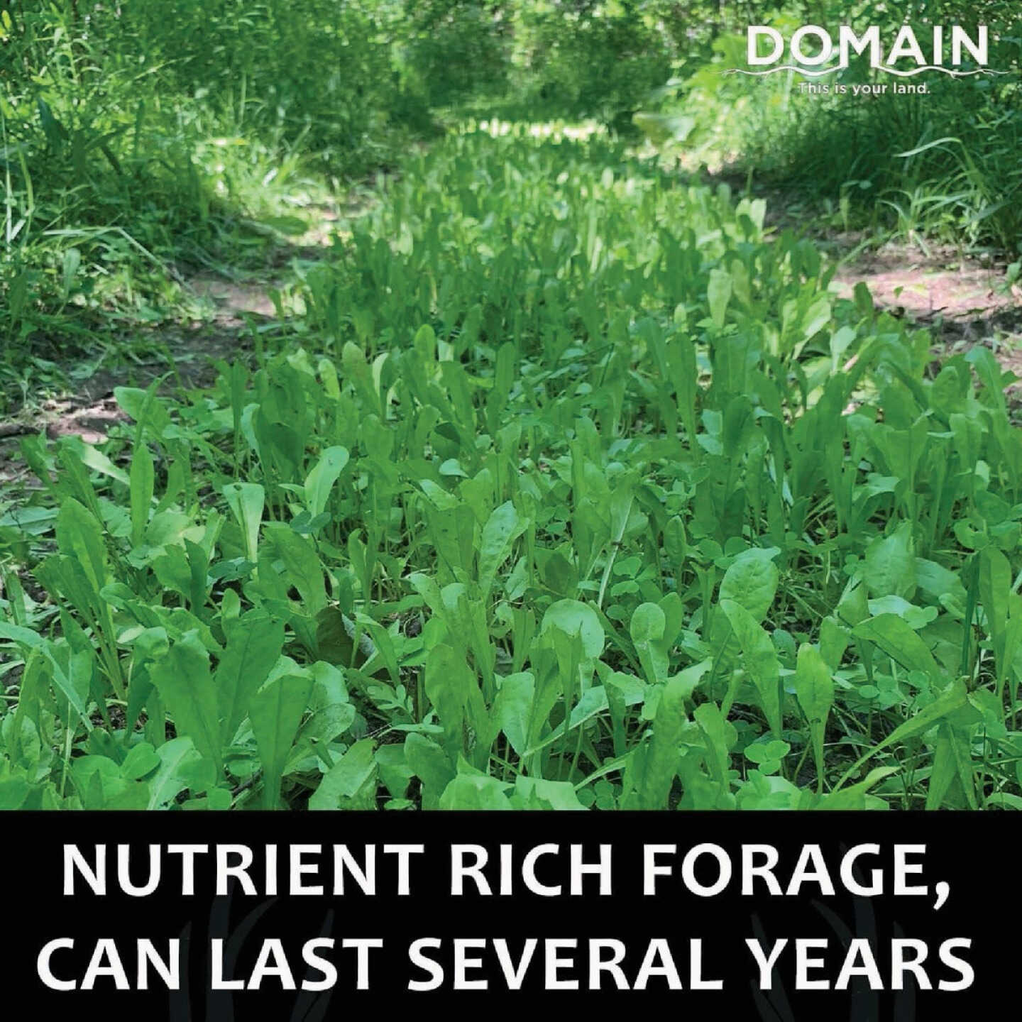 Domain Hot Chic 3 Lb. 1/2 Acre Food Plot Seed Image 2