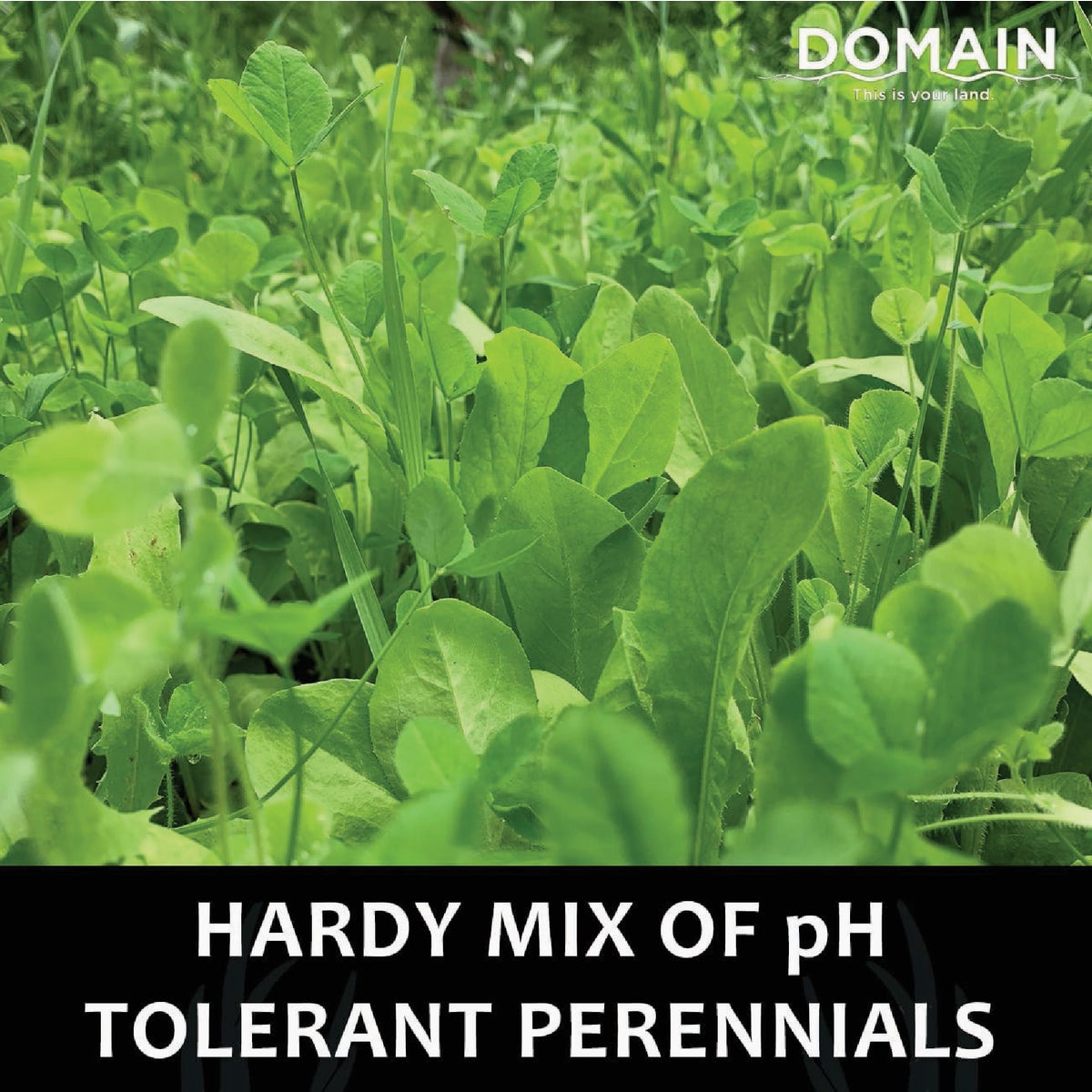 Domain Hot Chic 3 Lb. 1/2 Acre Food Plot Seed Image 3