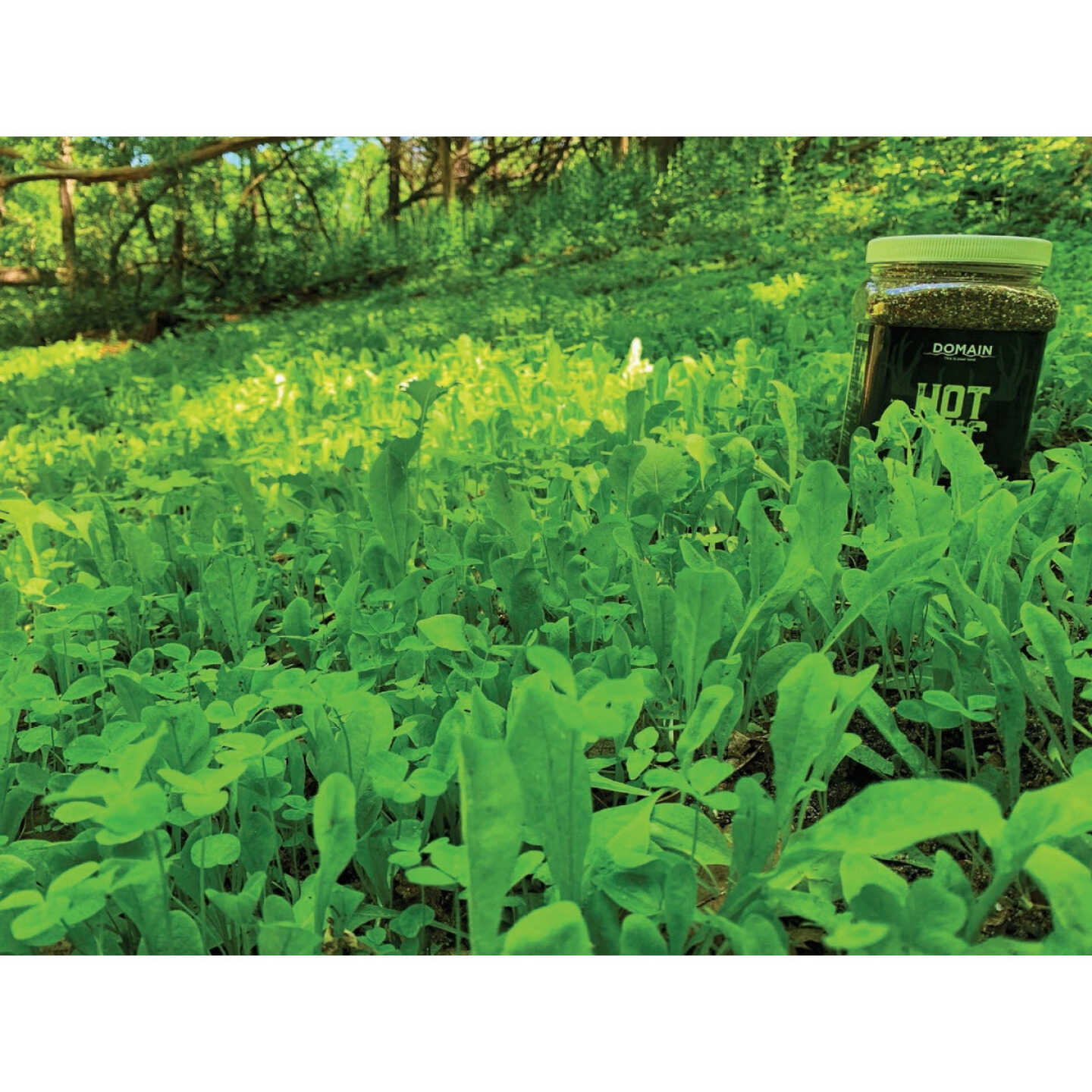 Domain Hot Chic 3 Lb. 1/2 Acre Food Plot Seed Image 4