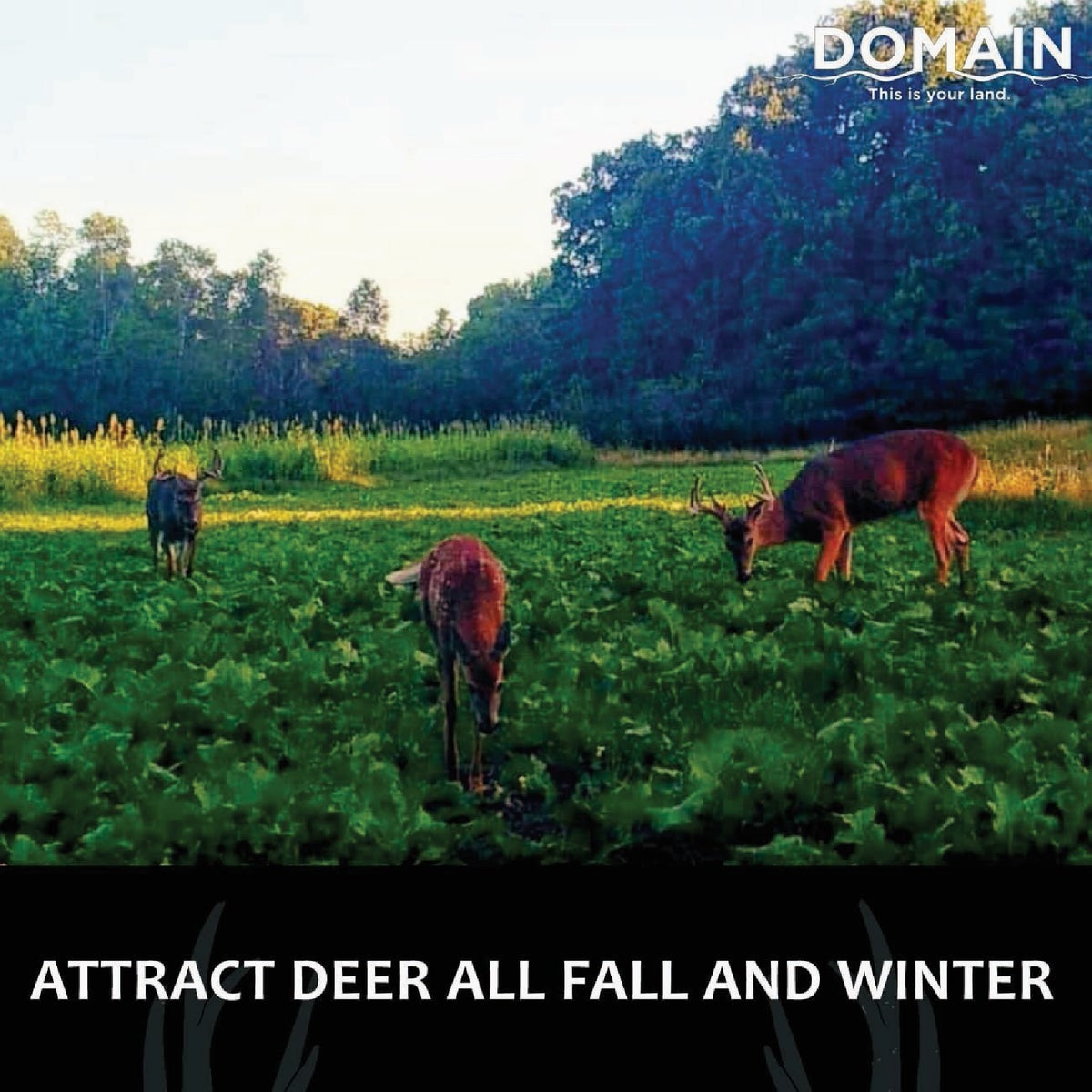 Domain Big Sexy 3 Lb. 1/2 Acre Food Plot Seed Image 3