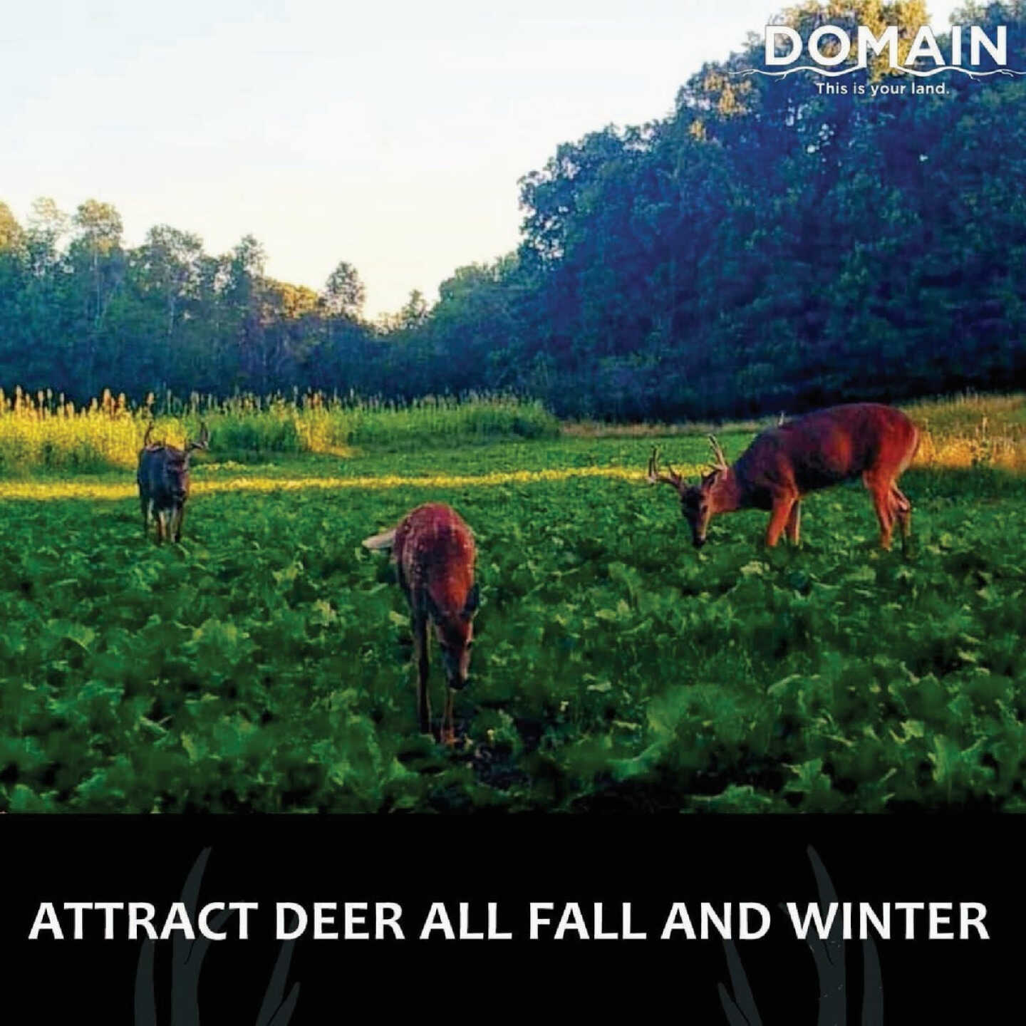 Domain Big Sexy 3 Lb. 1/2 Acre Food Plot Seed Image 3