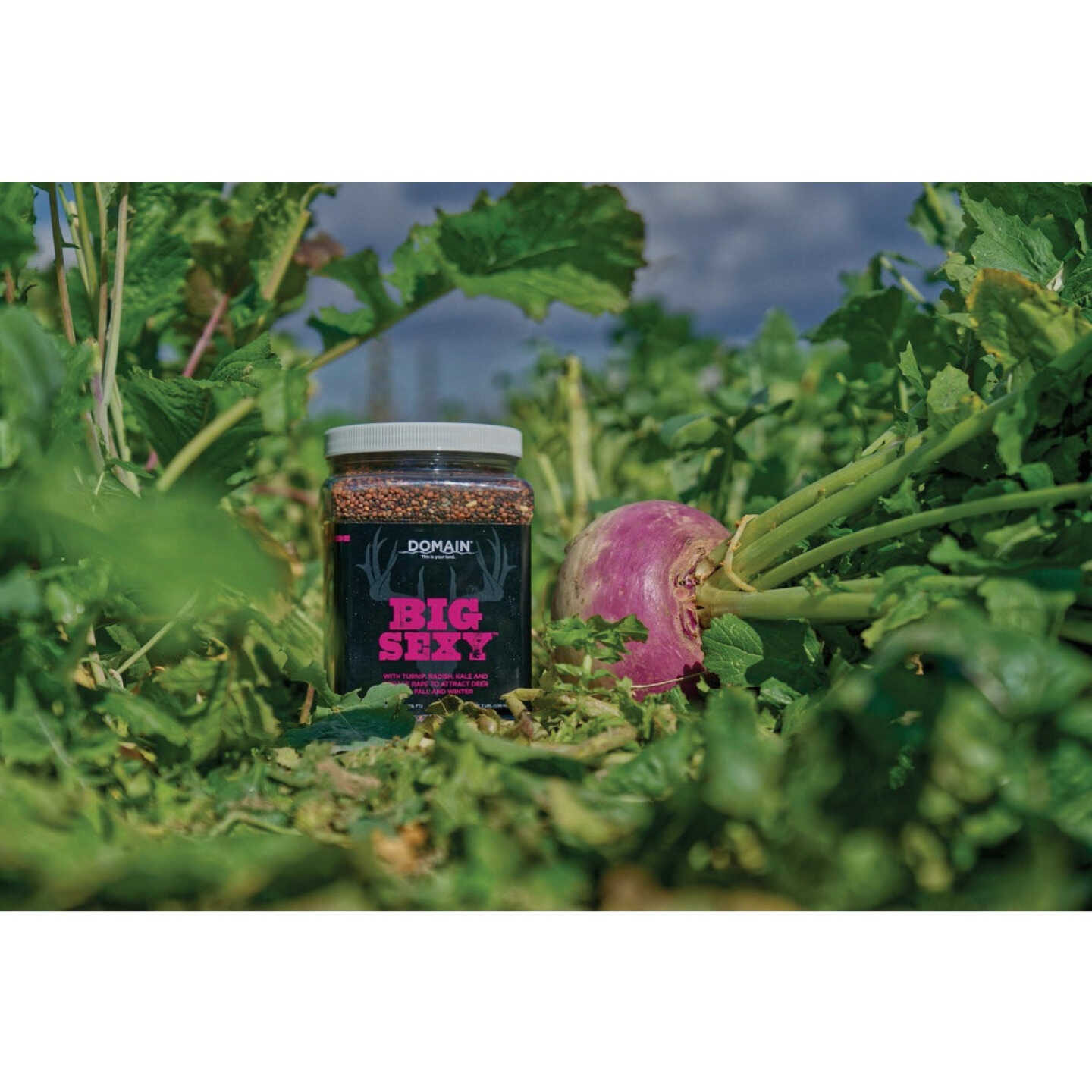 Domain Big Sexy 3 Lb. 1/2 Acre Food Plot Seed Image 4