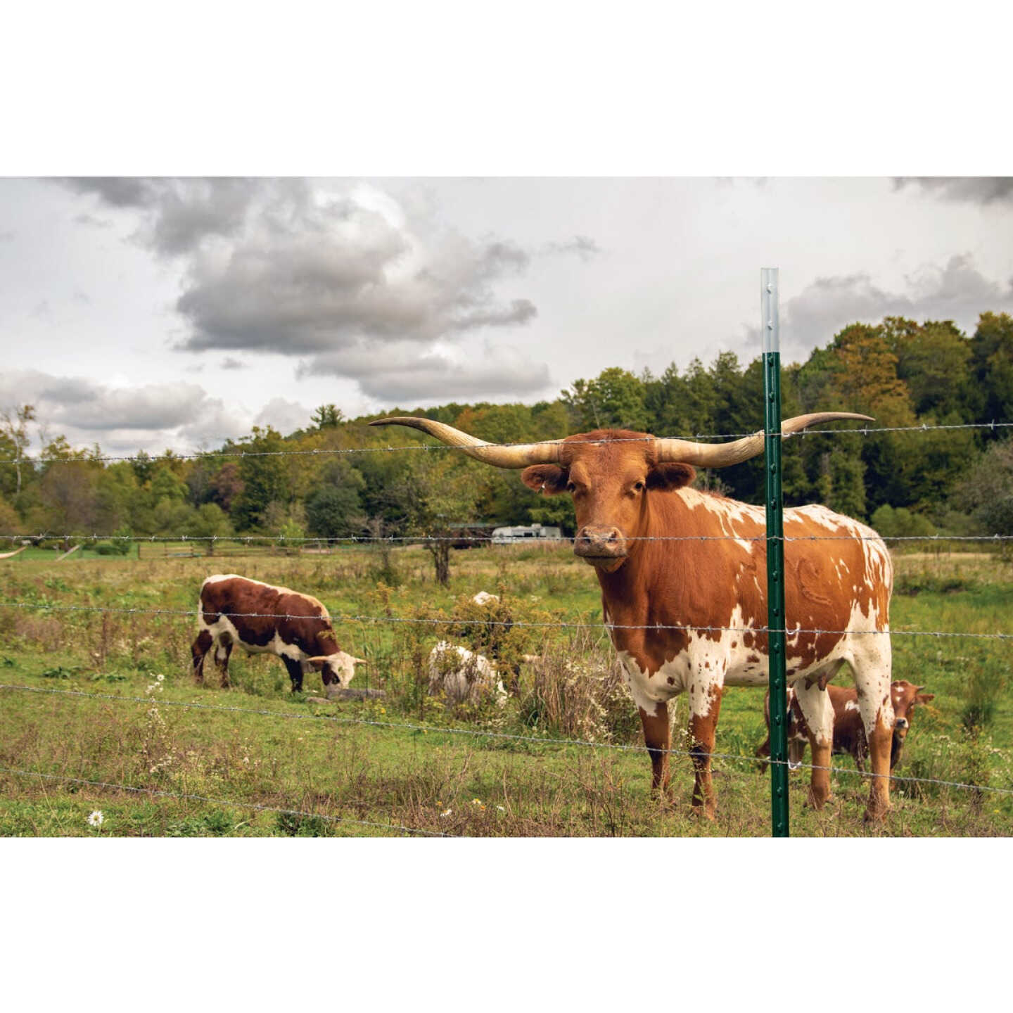 Franklin Industries 7 Ft. Steel 1.25 Lb./Ft. Fence T-Post Image 2