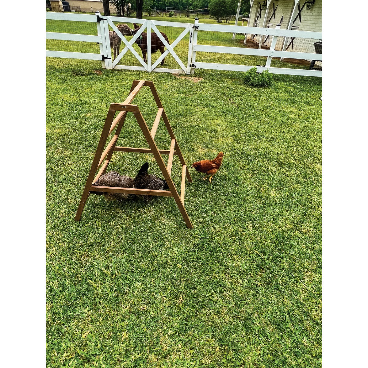 My Backyard Farm Chicken Roosting Perch Image 3