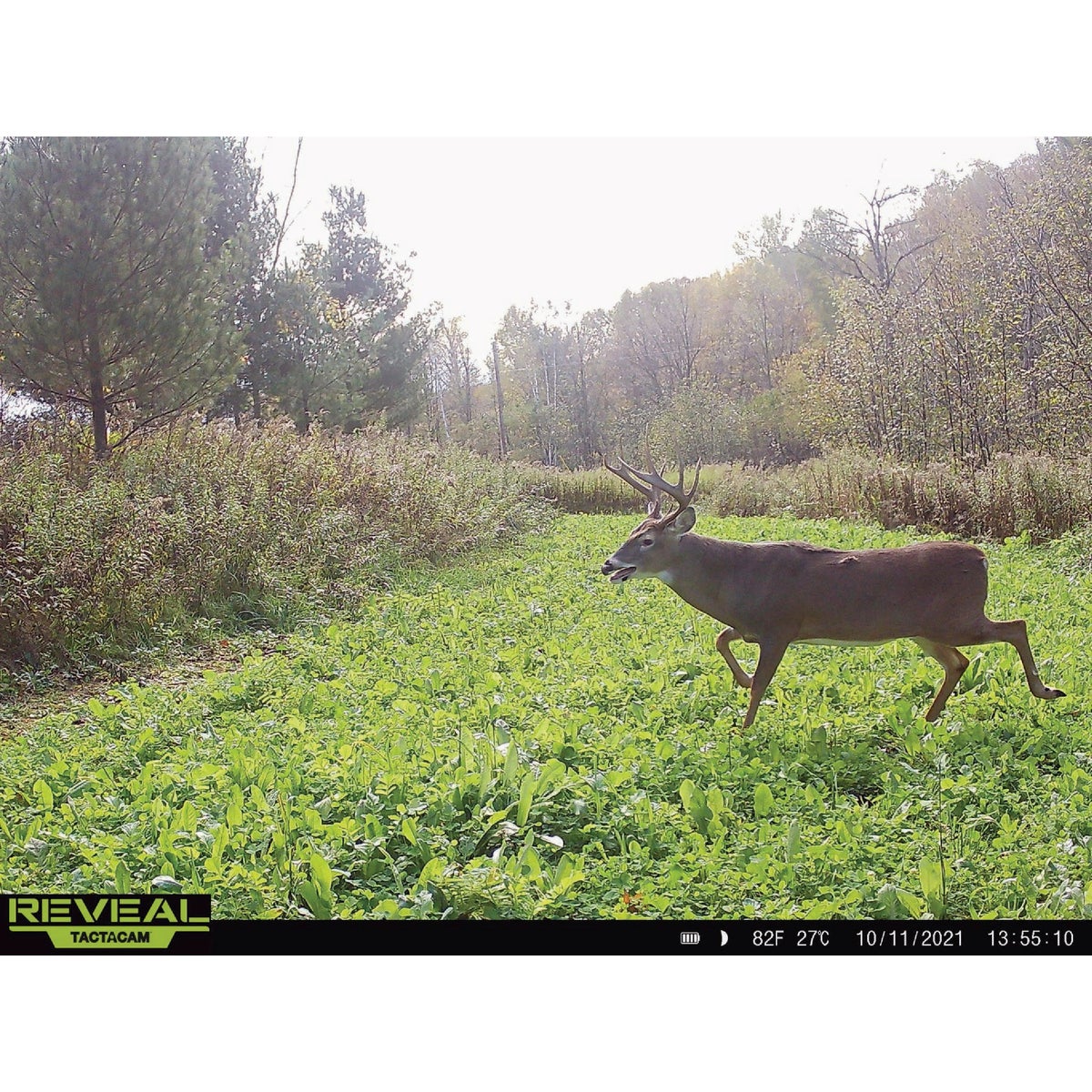 Domain No BS 4.5 Lb. 1/4 Acre Food Plot Seed Image 2