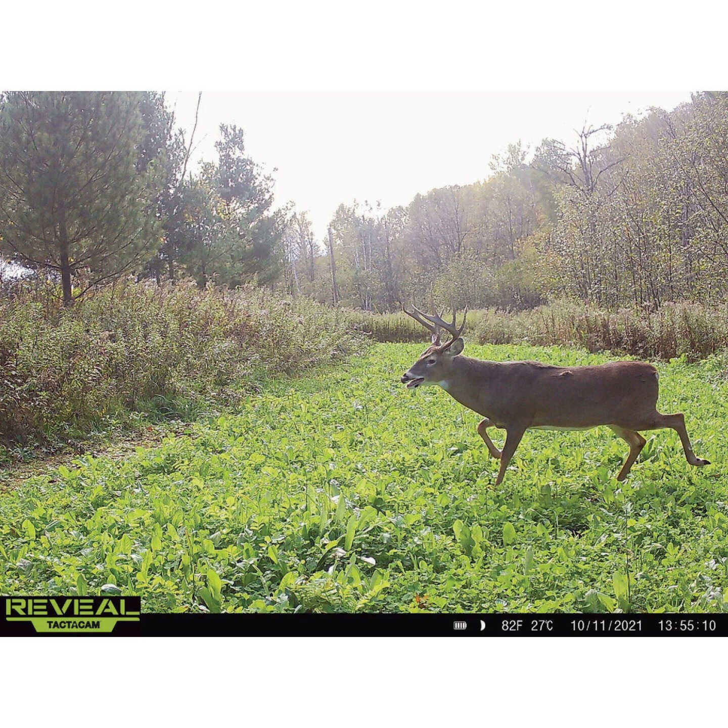 Domain No BS 4.5 Lb. 1/4 Acre Food Plot Seed Image 2