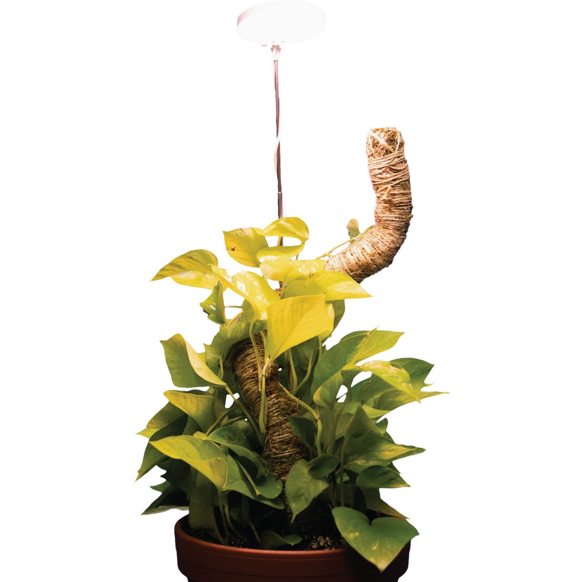 Mossify 10W LED White Adjustable Height LED Plant Light Image 3