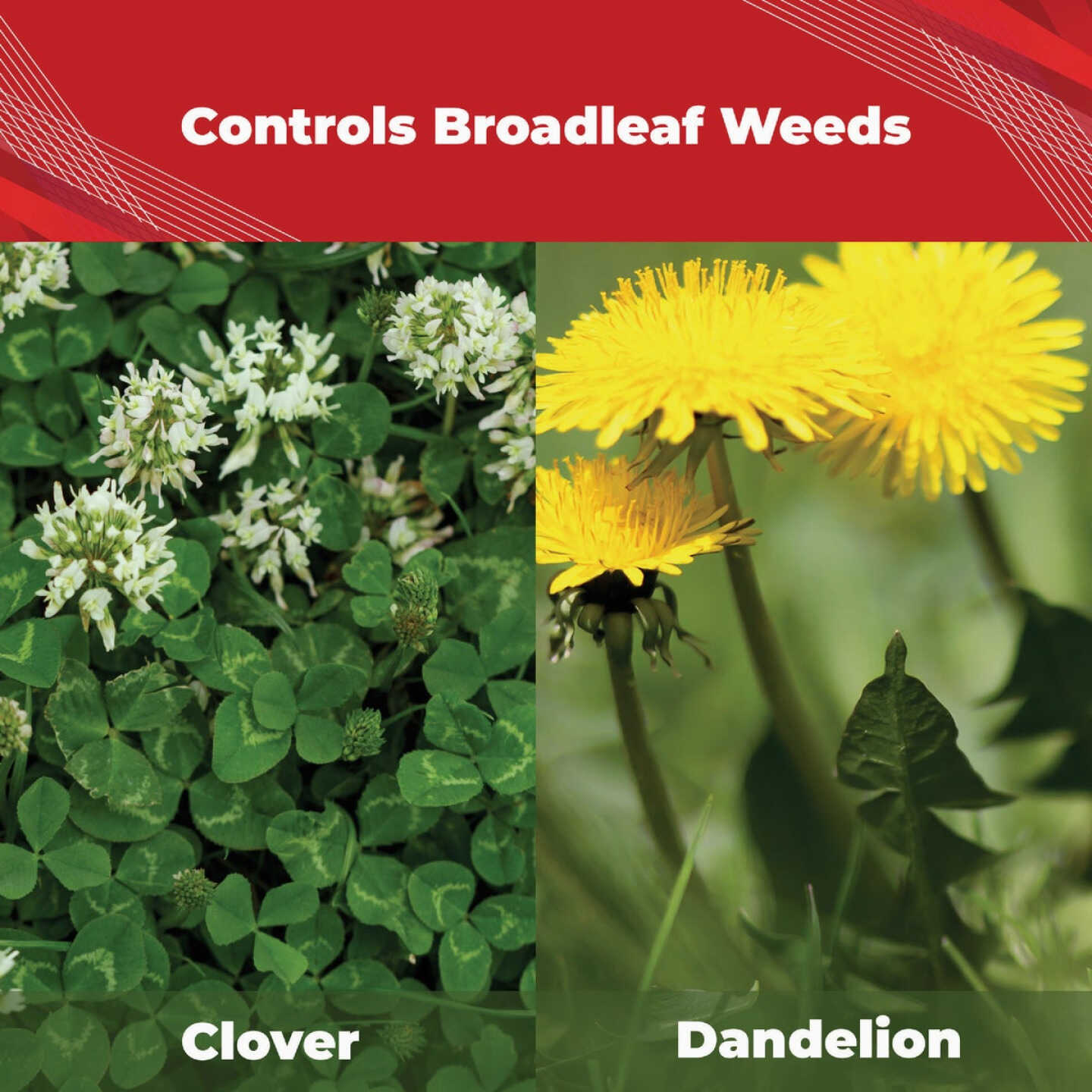 Gordon's Trimec 1 Gal. Concentrate Crabgrass Plus Lawn Weed Killer Image 3