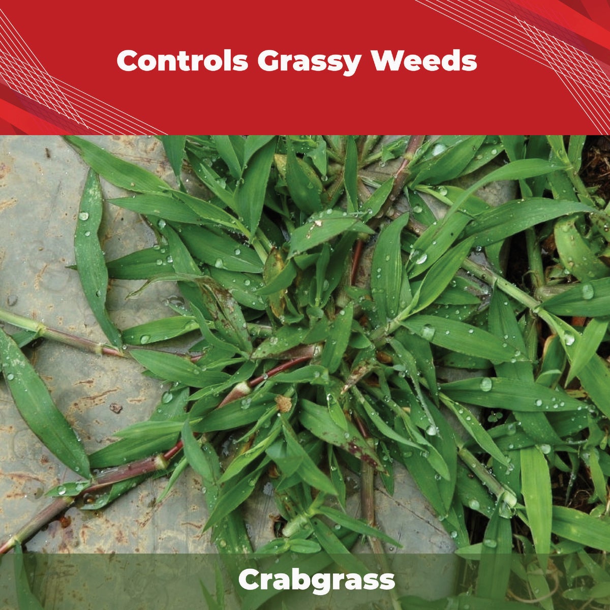 Gordon's Trimec 1 Gal. Concentrate Crabgrass Plus Lawn Weed Killer Image 4