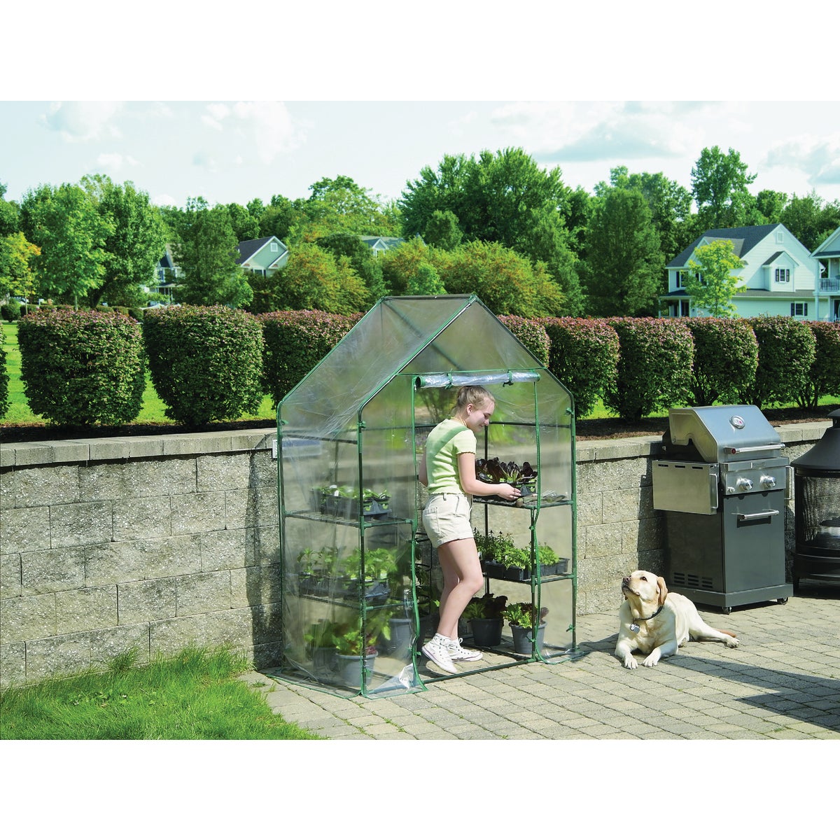Miracle-Gro 56 In. x 29 In. x 76 In. Steel Frame Mini Greenhouse Image 2