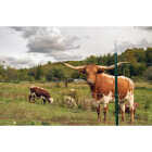 Franklin Industries 8 Ft. Steel 1.25 Lb./Ft. Fence T-Post Image 2