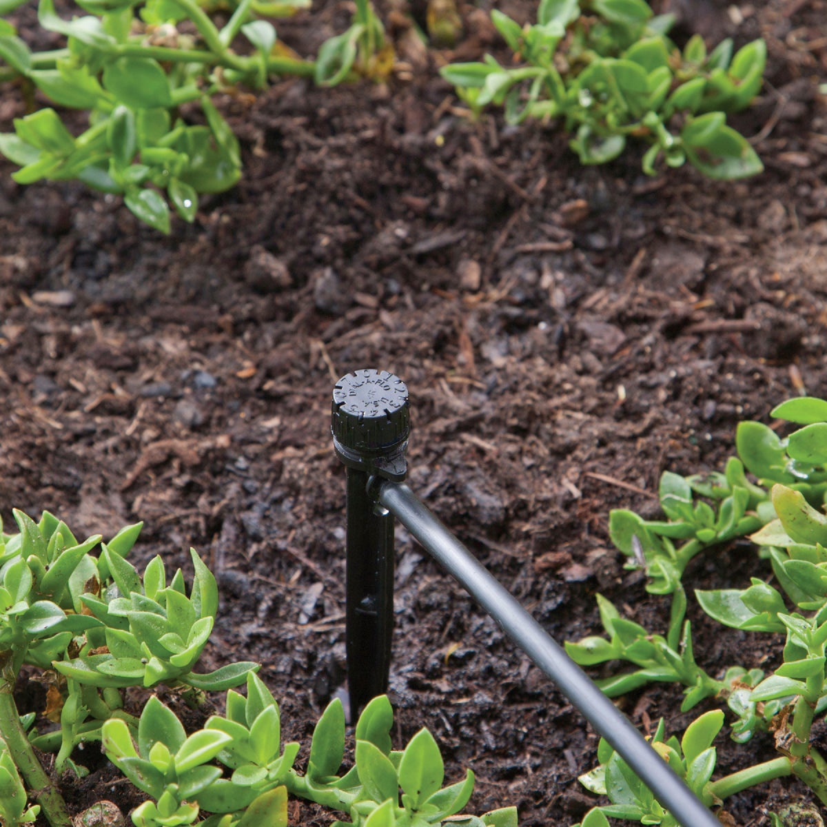 Raindrip 11.7 GPH Full-Circle Drip Irrigation Bubbler (5-Pack) Image 4