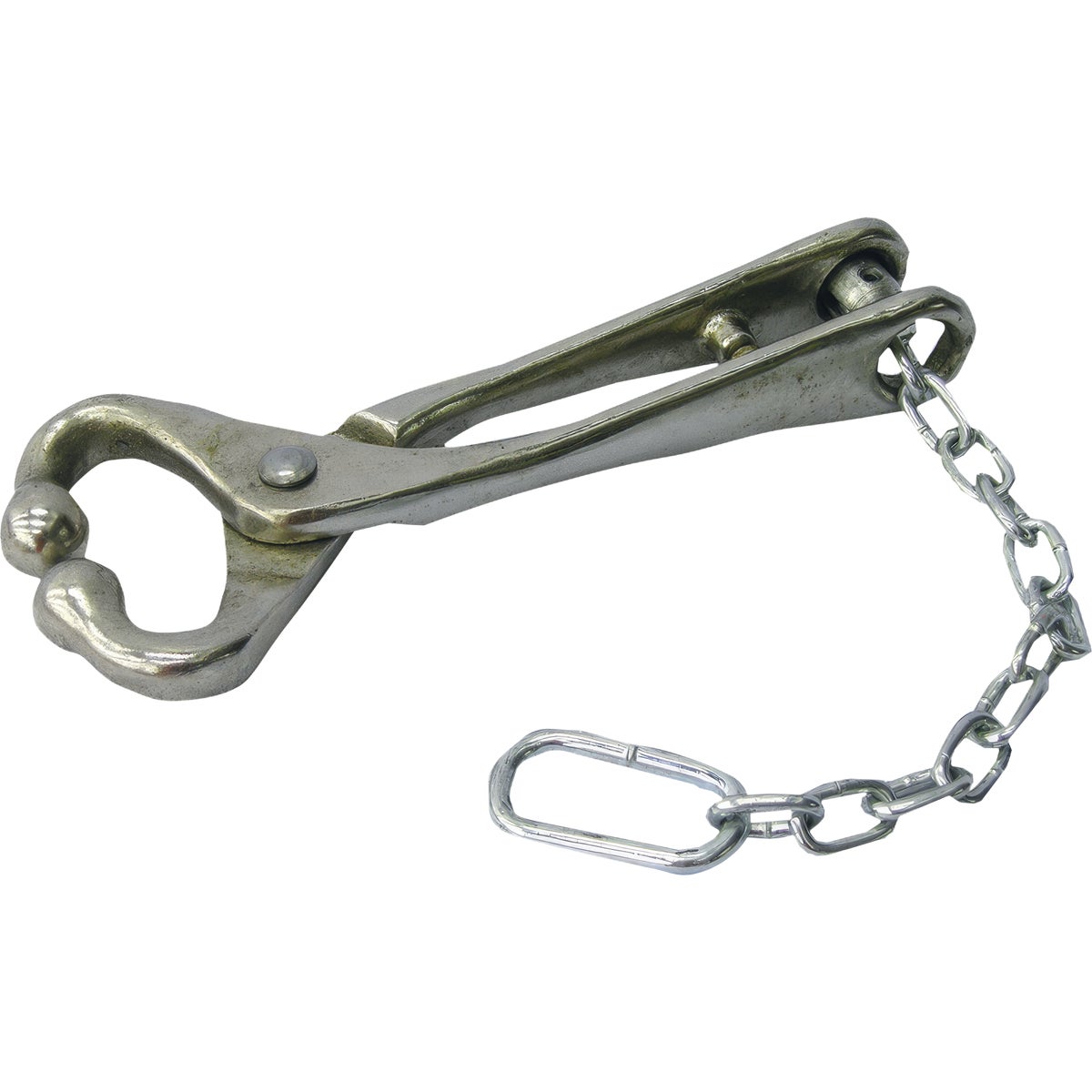 Ideal Instruments Bull Lead with chain