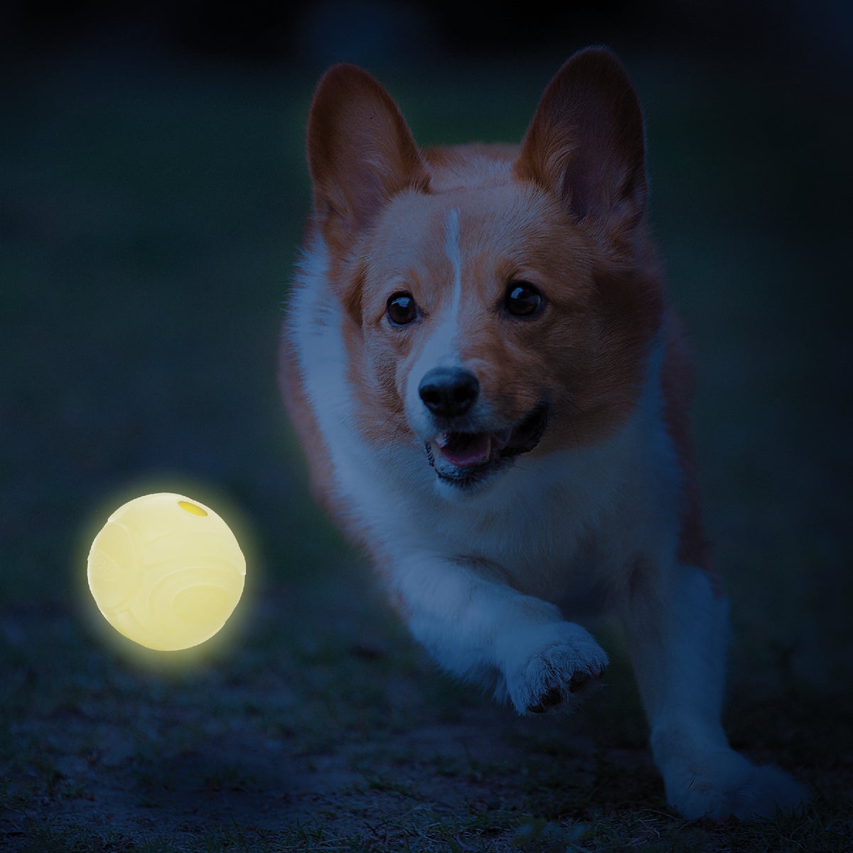 Nerf Dog 2.5 In. TPR Glow Sonic Ball Image 3