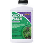 Bonide Sucker Punch, 8 Oz. Ready To Use Sprout Control Liquid with Brush Applicator Image 1