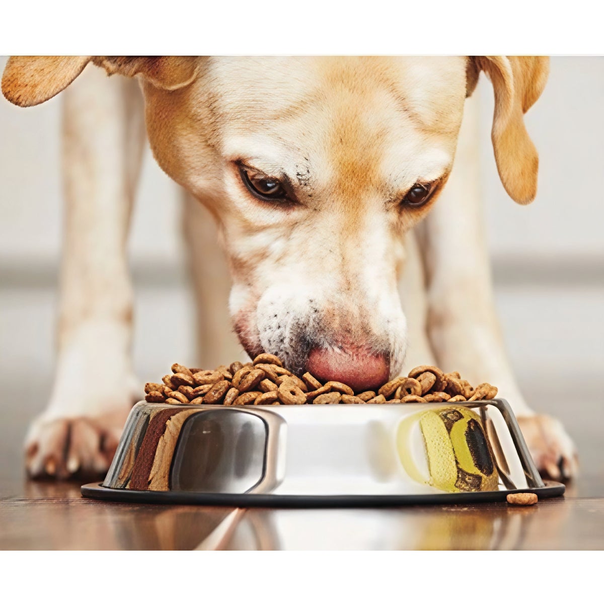 Spot 64 Oz. Mirror Finish No-Tip Stainless Steel Dog Dish Image 2