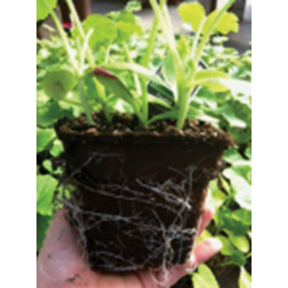 Summit CowPots #4 Square Cow Manure Grow Pots (12-Pack) Image 4