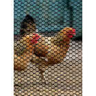 Tenax 3/4 In. x 3 Ft. H. x 25 Ft. L. Hexagonal Plastic Poultry Netting Fence, Black Image 2