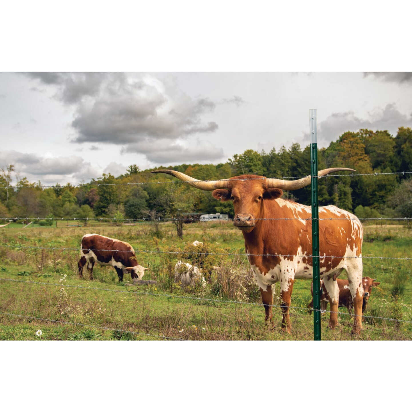 Franklin Industries 6 Ft. Steel 1.33 Lb./Ft. Fence T-Post Image 2