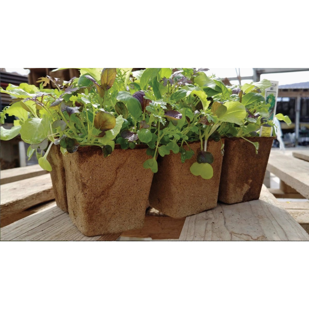 Summit CowPots 6-Cell #3 Square Cow Manure Grow Pot (3-Pack) Image 2