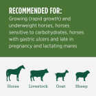 Standlee Premium Western Forage 50 Lb. Premium Alfalfa Grab & Go Compressed Bale Image 3