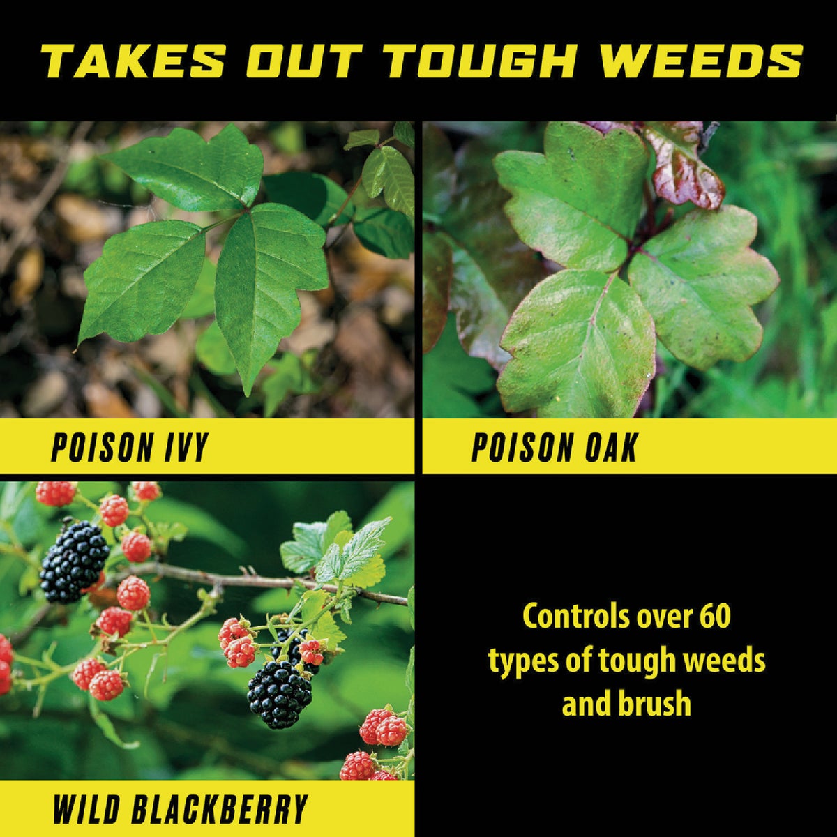 Ortho GroundClear 32 Oz. Concentrate Poison Ivy & Tough Brush Killer Image 2