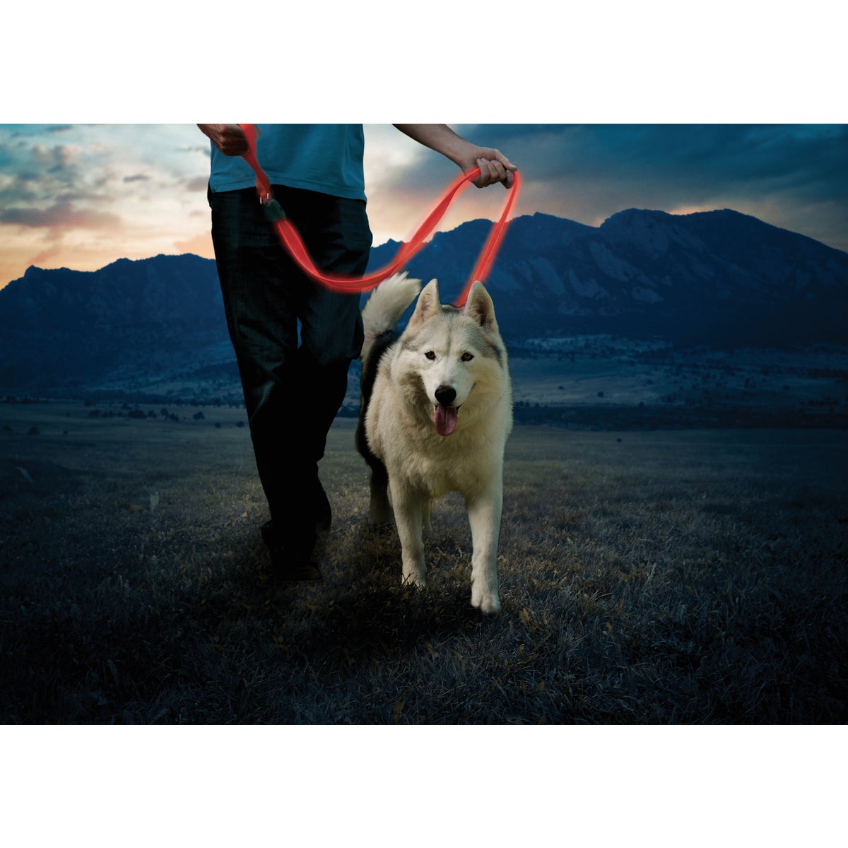 NiteDog Red Rechargeable LED Leash Image 3