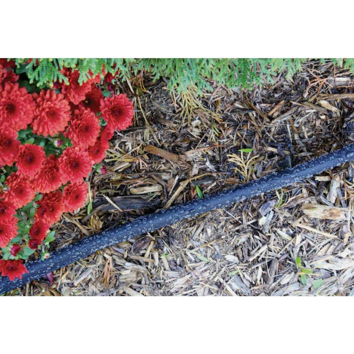 Gilmour 5/8 In. Dia. x 50 Ft. Flat Soaker Hose Image 3