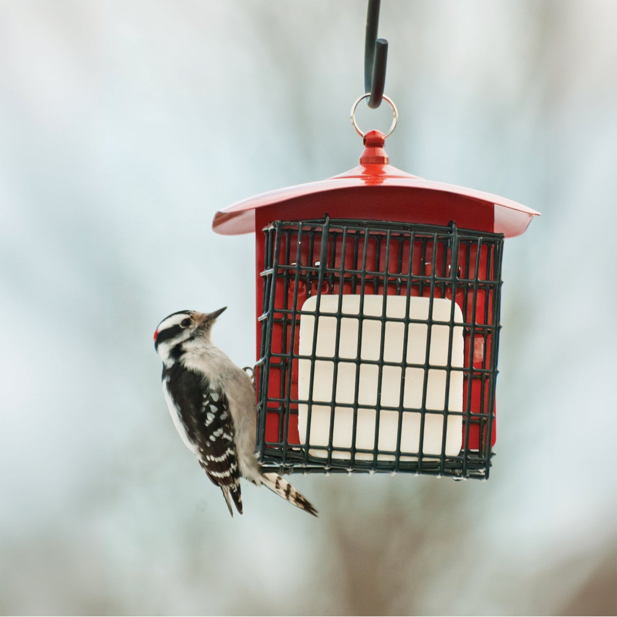 Panacea Double Metal Suet Bird Feeder Image 2