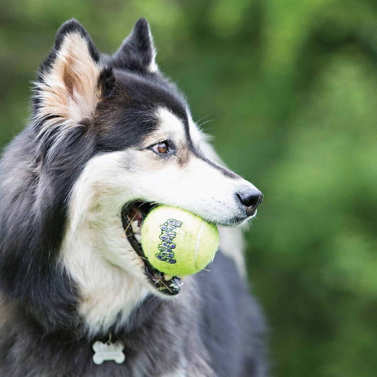 Air Kong Squeaky Large Ball Dog Toy Image 2